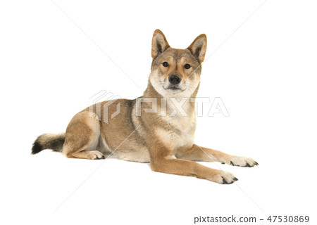 Skikoku dog lying down and looking at the camera 47530869