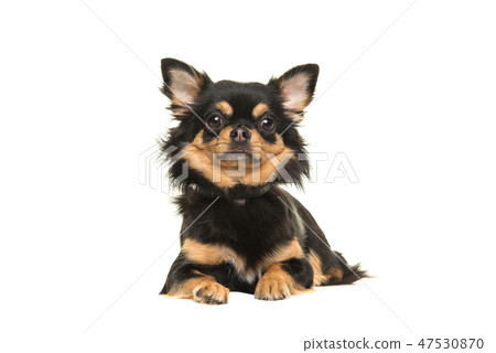 Black and tan chihuahua dog looking at the camera Black and tan chihuahua dog looking at the camera 47530870
