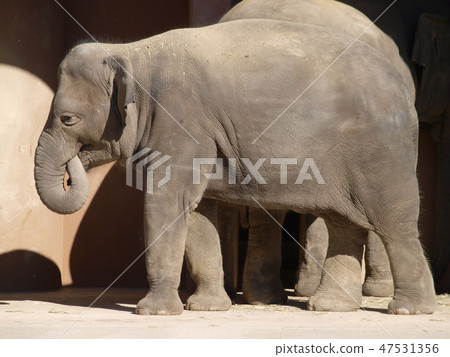 Asian Elephant Higashiyama Zoo Nagoya City Asian Elephant Higashiyama Zoo Nagoya City 47531356