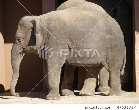 Asian Elephant Higashiyama Zoo Nagoya City Asian Elephant Higashiyama Zoo Nagoya City 47531357