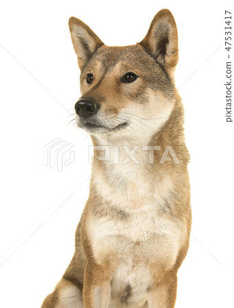 Portrait of a Shikoku dog looking away to the left Portrait of a Shikoku dog looking away to the left 47531417