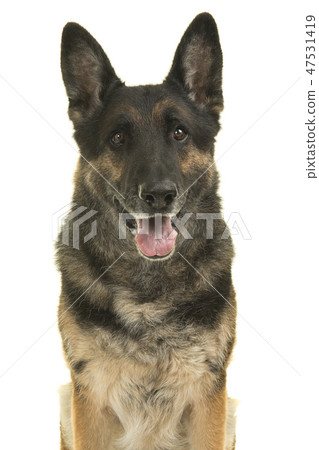 German shepherd dog looking at the camera German shepherd dog looking at the camera 47531419