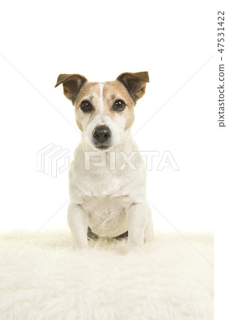 Jack russell dog sitting on a white fur on white 47531422
