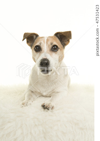 Cute jack russell dog lying down on a white fur 47531423