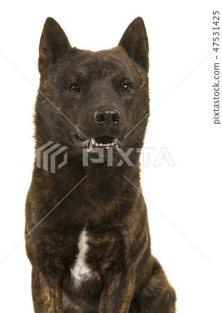 Portrait of a male Kai Ken dog  47531425