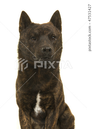 Portrait of a Kai Ken dog glancing away 47531427