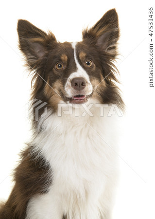 Portrait of miniature american shepherd dog 47531436