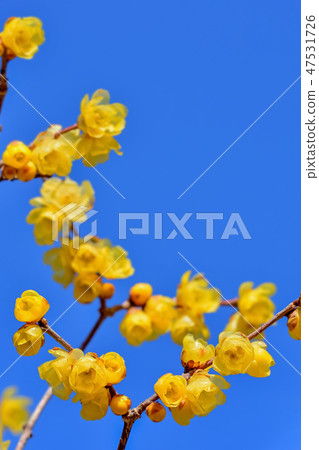 洛白花 洛白花 47531726