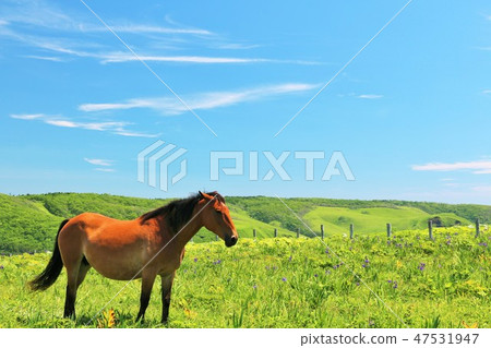 Hokkaido Blue Sky Earth and Horses 47531947