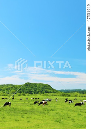 Hokkaido blue sky and a vast ranch landscape 47531949