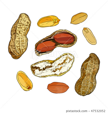 Vector illustration set of peanuts Vector illustration set of peanuts 47532052