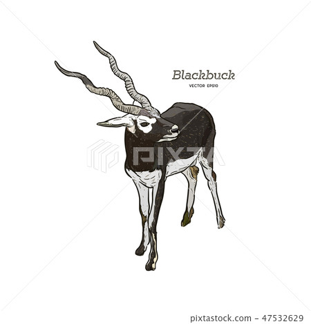 Antelope Series Blackbuck - Vector Antelope Series Blackbuck - Vector 47532629