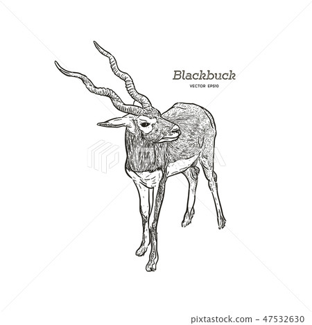 Antelope Series Blackbuck - Vector Antelope Series Blackbuck - Vector 47532630