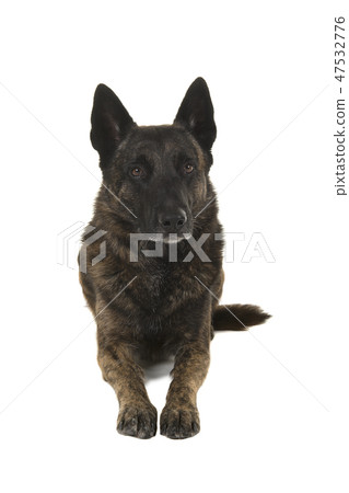 Brindle dutch shepherd dog lying down 47532776