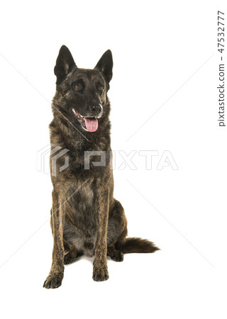 Brindle dutch shepherd dog sitting 47532777