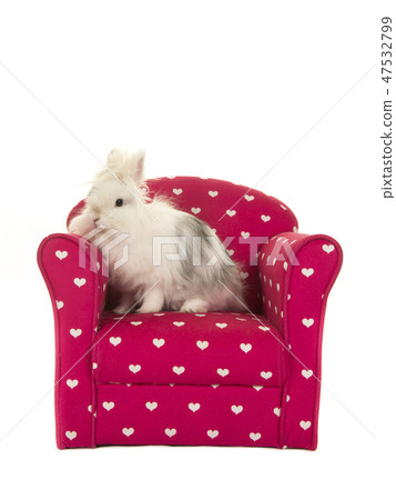 Cute rabbit sitting on a pink chair 47532799