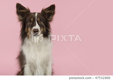 Portrait of miniature american shepherd dog 47532800