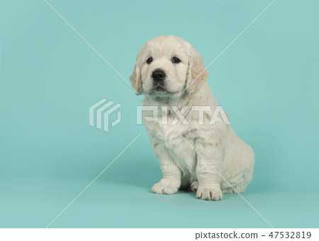Cute golden retriever puppy Cute golden retriever puppy 47532819