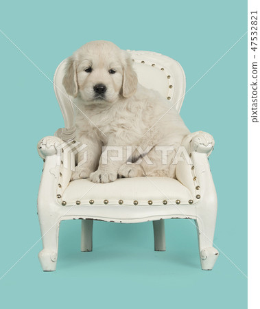 Cute golden retriever puppy in a chair Cute golden retriever puppy in a chair 47532821