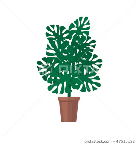 Monstera houseplant isolated on white 47533158