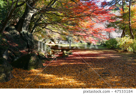 Autumn leaves of Nambara Temple Autumn leaves of Nambara Temple 47533184