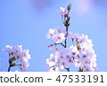 Cherry Blossoms	 47533191