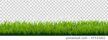Grass Border Isolated Transparent background Grass Border Isolated Transparent background 47533802