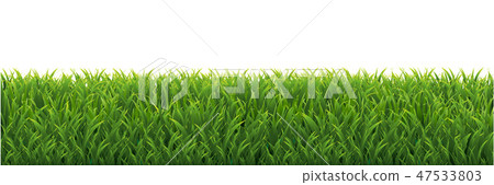 Grass Border Isolated White background Grass Border Isolated White background 47533803