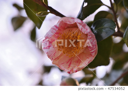 山茶花（玉木） 47534052