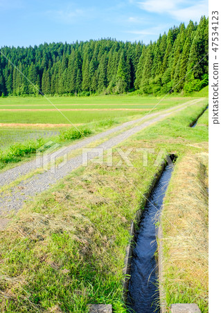 Rural landscape in early summer Rural landscape in early summer 47534123