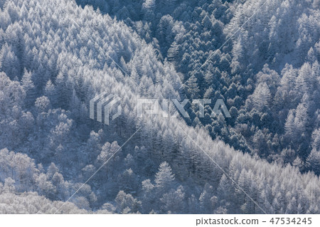 Larch of the Mihigahara / fog ice Larch of the Mihigahara / fog ice 47534245
