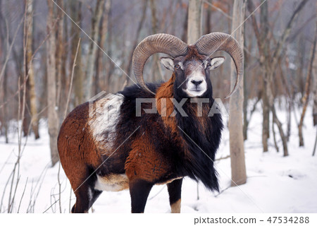 Mouflon Male (Ovis musimon) in the winter forest 47534288