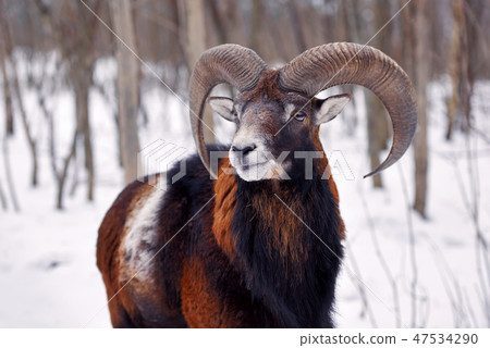 Mouflon Male (Ovis musimon) in the winter forest 47534290