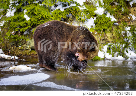 The brown bear in its natural habitat 47534292