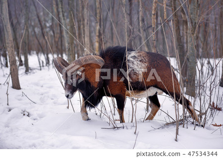 Mouflon Male (Ovis musimon) in the winter forest 47534344