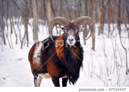 Mouflon Male (Ovis musimon) in the winter forest 47534347