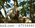 台灣獼猴 47534440