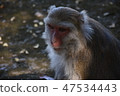 台灣獼猴 47534443
