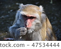 台灣獼猴 47534444