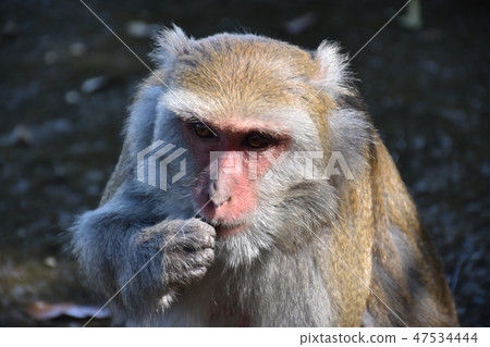 台灣獼猴 47534444