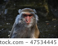 台灣獼猴 47534445