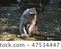 台灣獼猴 47534447
