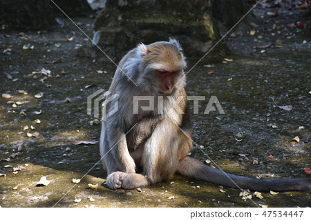 台灣獼猴 47534447