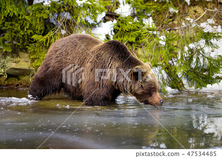 The brown bear (Ursus arctos) drinks water 47534485