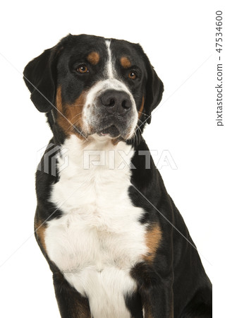 Portrait of a great swiss mountain dog 47534600