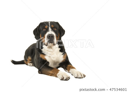 Great swiss mountain dog lying down looking up 47534601