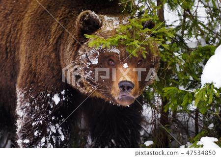 The brown bear in its natural habitat The brown bear in its natural habitat 47534850