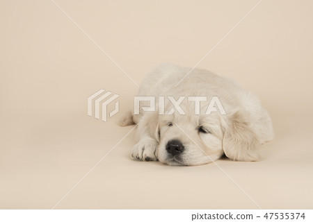 Cute golden retriever puppy lying down sleeping 47535374