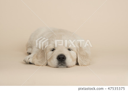 Cute golden retriever puppy lying down sleeping Cute golden retriever puppy lying down sleeping 47535375