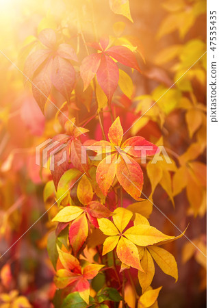 Wild grape red leaves 47535435